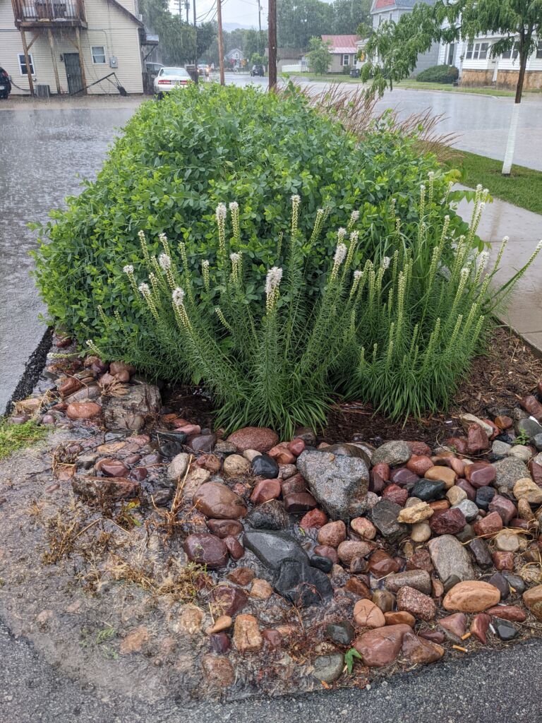 During a hard summer rain, thousands of gallons of water infiltrate through engineered soil in shallow basin plantings on the CRDN property.