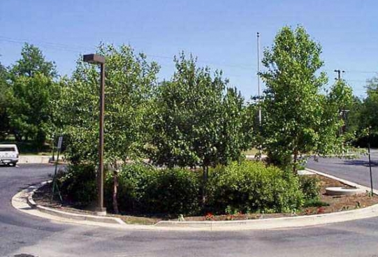 parking lot island with vegetation