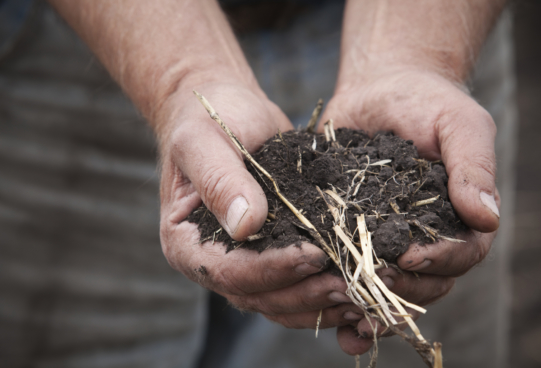 person holding soil