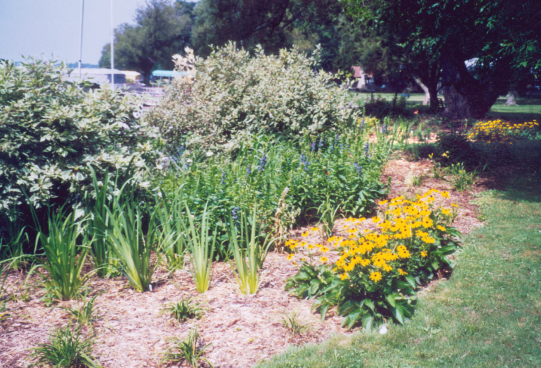 plants along water