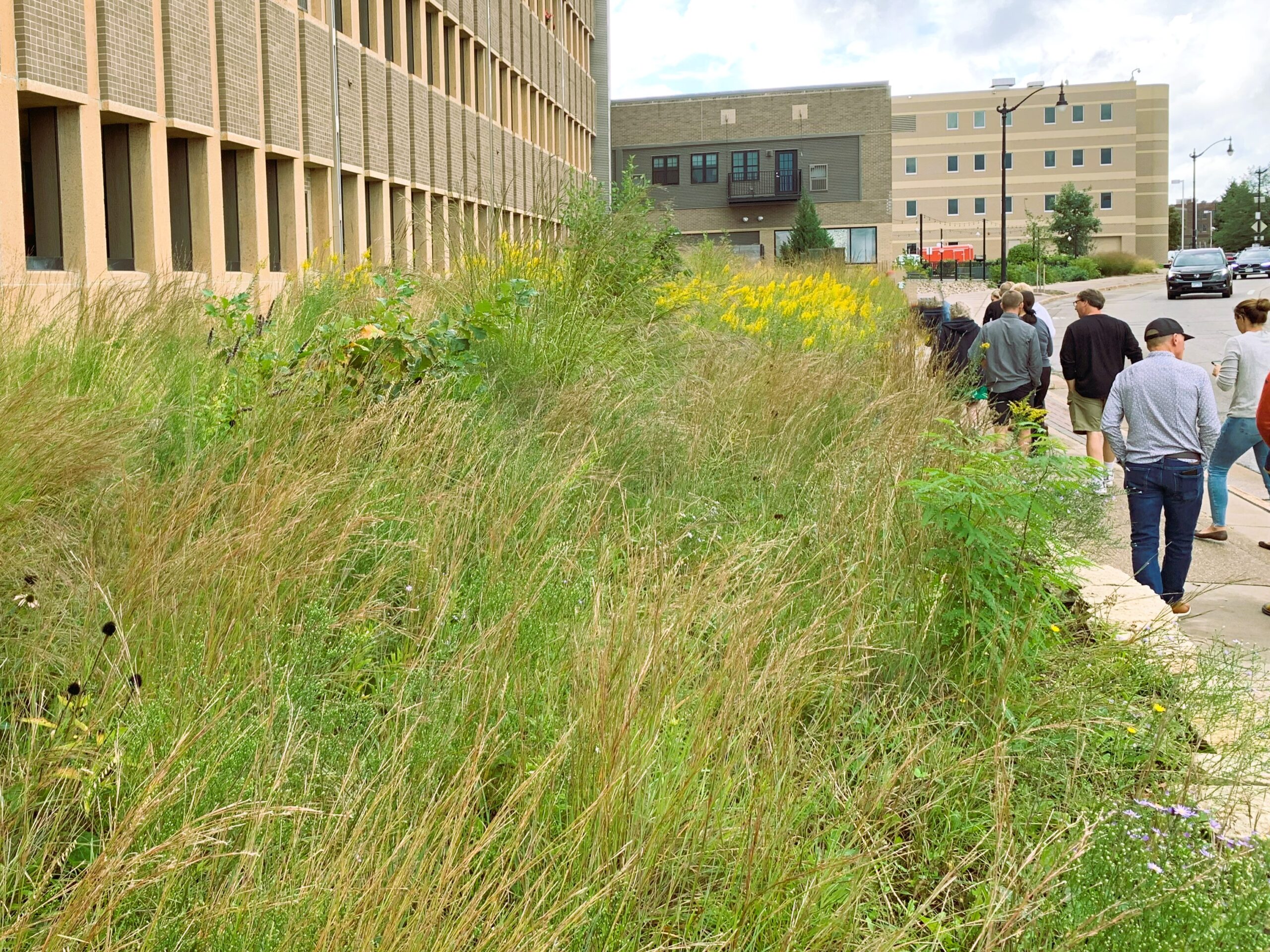 This native prairie holds hundreds of native plants that provide a habitat for a multitude of pollinator insects.