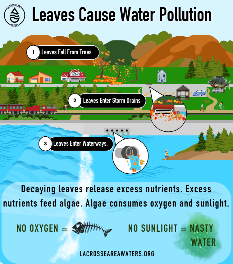 LAW Stormwater Infographic #2 Why It's Bad - Leaves Oct. 2023