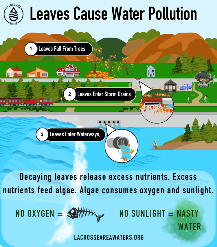 LAW Stormwater Infographic #2 Why It's Bad - Leaves Oct. 2023 LAW Stormwater Infographic #2 Why It's Bad - Leaves Oct. 2023
