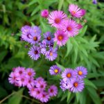 New England Aster