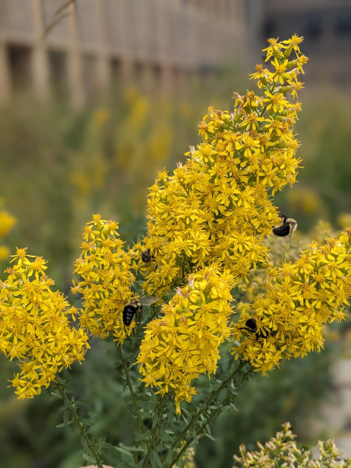 Great for pollinators and with roots that go down 10-15 ft., amazing for rain gardens!