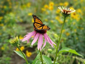 Purple Coneflower