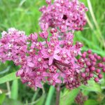 Rose Milkweed