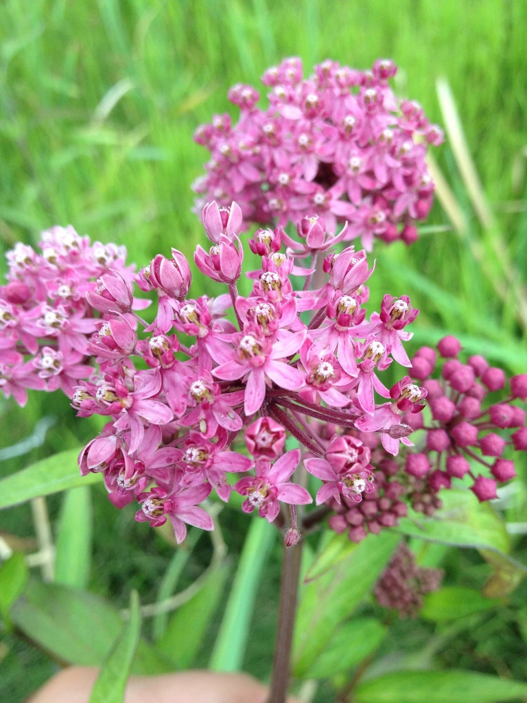 Native Plants - La Crosse Area Waters