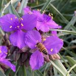 Spiderwort