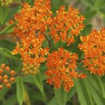 Butterfly Weed