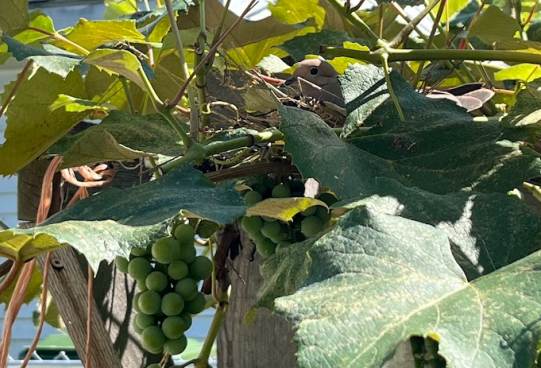 Screenshot 2025-09-09 113043 Morning dove nesting among the grape vines at the Attleson's house