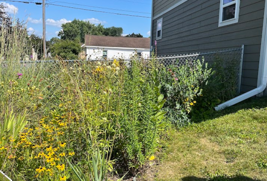 Screenshot 2025-09-09 113310 Rain garden, pollinator cafe, thriving native ecosystem.